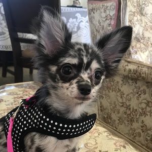 Meet your Posher, Juana e